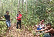 Di Matombura Dana Desa Dialokasikan Pembukaan Kebun 150 Hektare untuk Warga