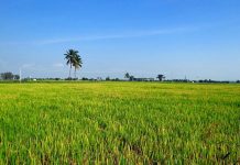 Pengembangan Potensi Pangan Lokal di Buton Sangat Dibutuhkan