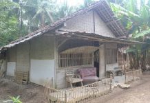 1013 RTM di Buton Terima Bantuan Bibit Ayam Super