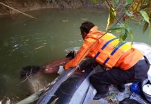 Korban Terkaman Buaya di Buton Ditemukan Meninggal dengan Luka Gigitan