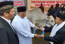 Pemprov Sembelih 155 Sapi : Jokowi 1 Ekor, Ali Mazi 6 Ekor , Lukman 2 Ekor