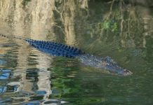 Warga Labulubulu Diterkam Buaya Saat Berenang di Muara Sungai