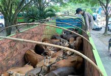 Ekspor Komoditas Pertanian Sultra Meningkat, Mulai Rambah Afrika