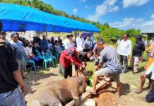 Pj Bupati Buteng Hadiri Acara Pemotongan Hewan Kurban di Bawaslu